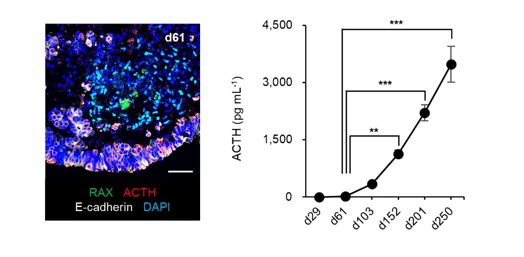 Fig.1 Pituitary-hypothalamus tissues generated from hESCs