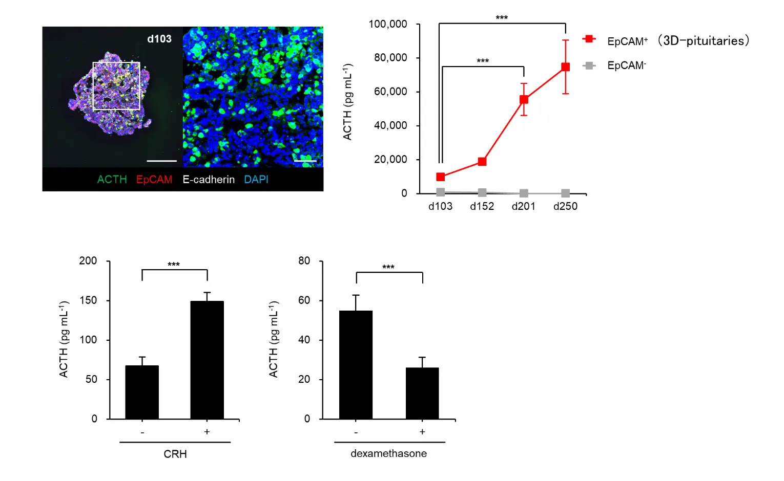 Figure 2: 3D-pituitaries and evaluation of hormone-secreting function <i>in vitro</i>