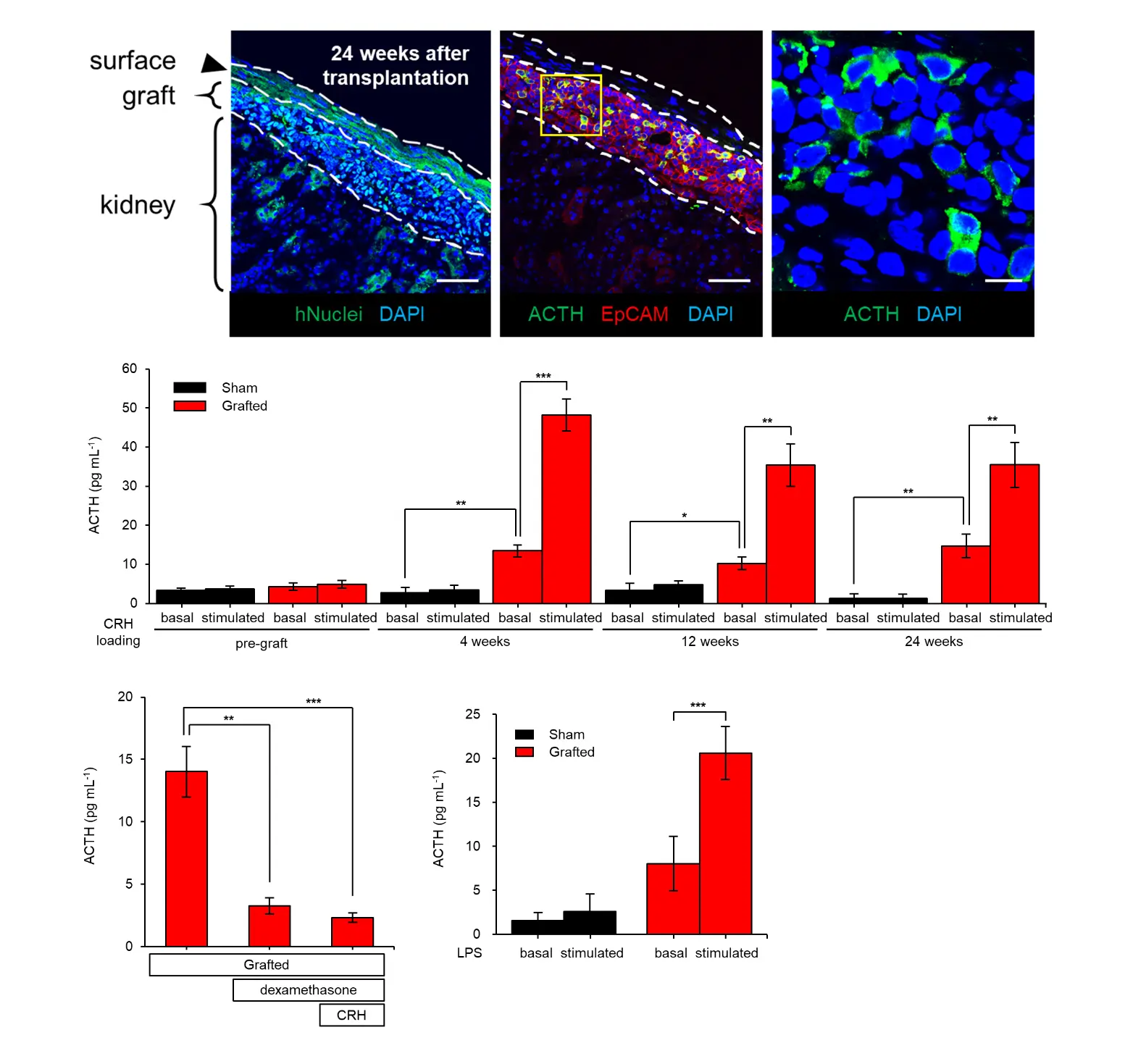 Figure 3: Efficacy of 3D-pituitaries transplantation into hypopituitary mice