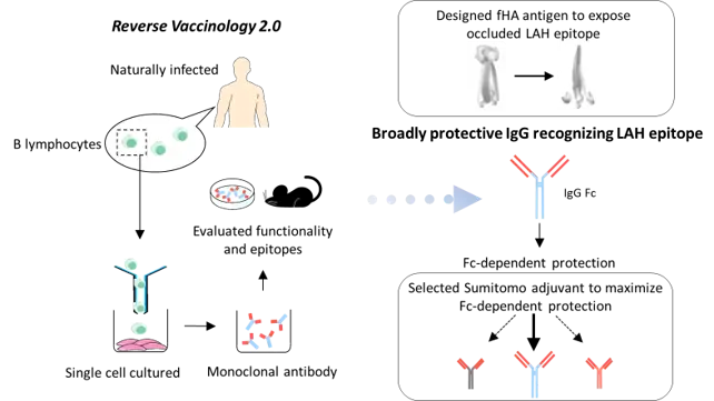 Putative mode of action of DSP-0546LP-adjuvanted vaccines