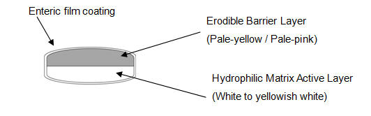 Cross-sectional view of Paxil<sup>®</sup> CR Tablets