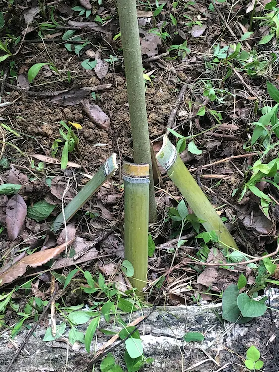 Splints using felled bamboo in owl forest